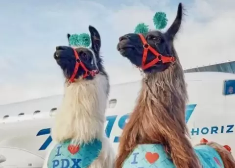 Llamas sirven para calmar las tensiones de los pasajeros.