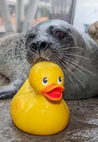 Reggae ama jugar con sus patos de hule.