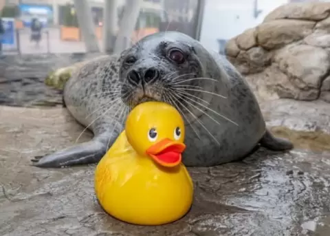 Reggae ama jugar con sus patos de hule.