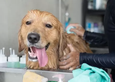 El ba�o del perro puede ser una experiencia c�moda.