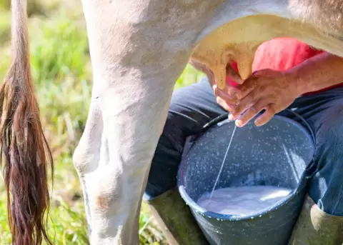Un productor orde�a a mano una vaca en el campo, recogiendo leche fresca en un balde negro.