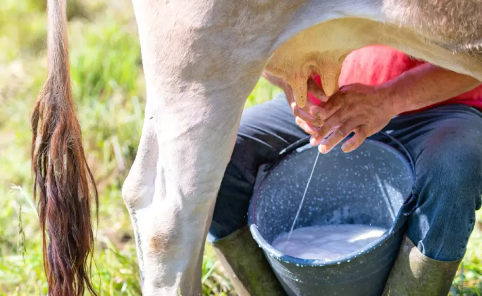 SRI aclara cu�les son los tipos de leche y pan que est�n gravados con 15% de IVA