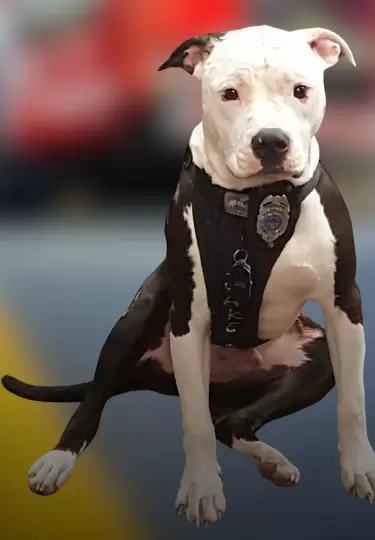 La vida de Jake cambi� gracias al gesto del bombero Bill.