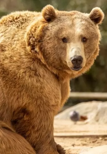 El oso conquist� las redes por su tierno gesto.