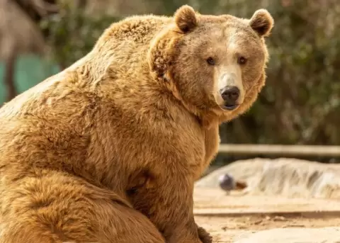 El oso conquist� las redes por su tierno gesto.