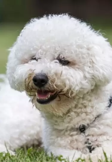 Un perrito se viraliza por su rutina de ejercicio tan peculiar.