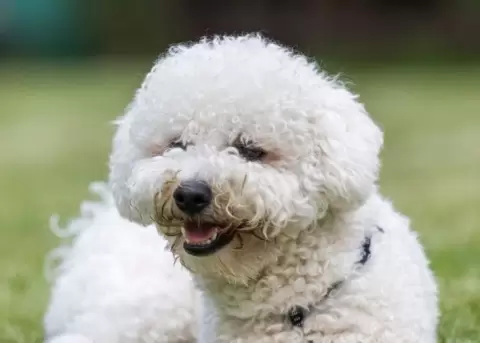 Un perrito se viraliza por su rutina de ejercicio tan peculiar.