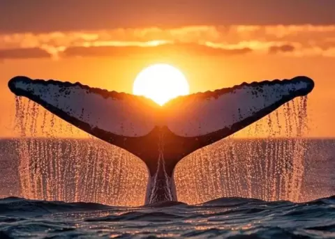 La imagen de la ballena es una muestra de lo maravillosa que es la naturaleza.