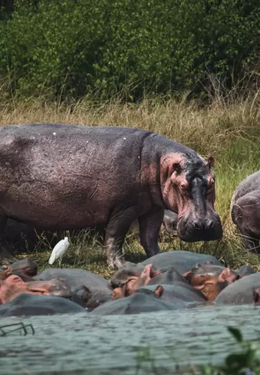 Colombia autoriza eutanasia a 80 hipop�tamos descendientes del zool�gico de Pablo Escobar.