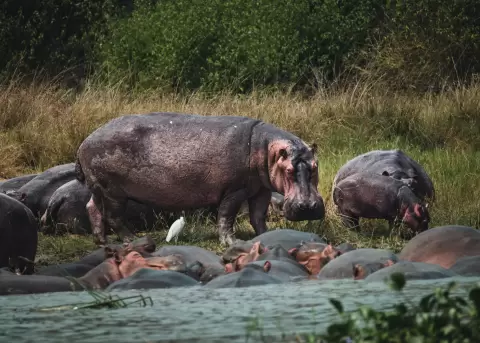 Colombia autoriza eutanasia a 80 hipop�tamos descendientes del zool�gico de Pablo Escobar.