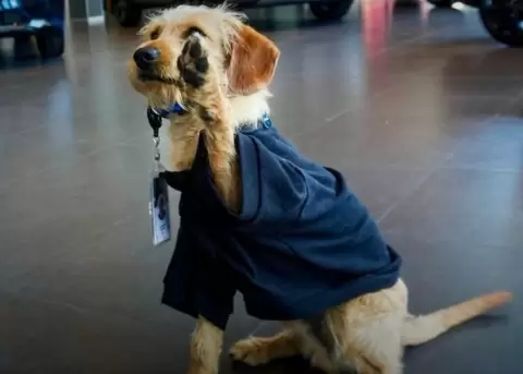 Kodo Kokoro es el empleado m�s recientes de la compa��a.