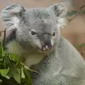 Un koala abraza a su cuidadora y las redes sociales estallan de amor