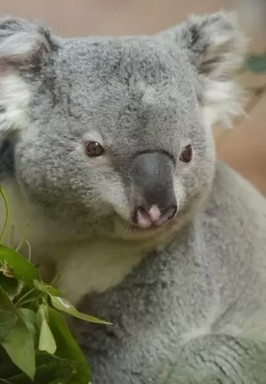 Los koalas son animales muy tranquilos y tiernos.