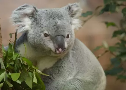 Los koalas son animales muy tranquilos y tiernos.