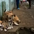 El legado de Max: Quito ya tiene una gu�a para cuidar a sus perros de la calle