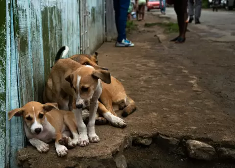 La EPN entrega al Municipio de Quito un manual de gesti�n para perros comunitarios.