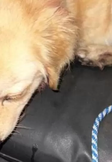 Un caso de presunto maltrato animal ha generado indignaci�n en el cant�n Rumi�ahui, donde un perro fue rescatado en condiciones cr�ticas.