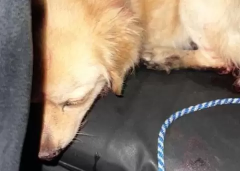 Un caso de presunto maltrato animal ha generado indignaci�n en el cant�n Rumi�ahui, donde un perro fue rescatado en condiciones cr�ticas.