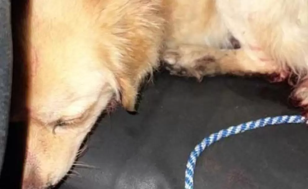 Crueldad extrema en Rumi�ahui: perro rescatado en estado cr�tico tras brutal maltrato