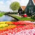 �msterdam se ti�e de color por el Festival de Tulipanes