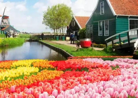 Pa�ses Bajos recibe la primavera con una alfombra de tulipanes.