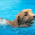 Un perrito gana una competencia de natación