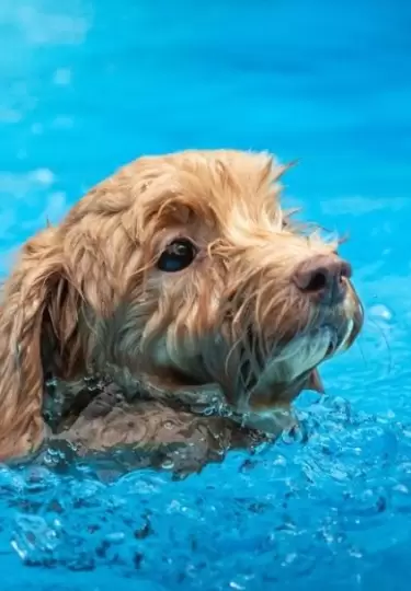 Un perrito se viraliz� por ganar una competencia de nataci�n.