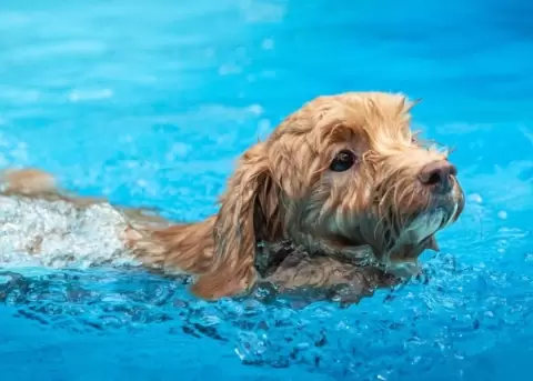 Un perrito se viraliz� por ganar una competencia de nataci�n.