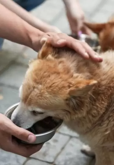 Una barber�a en Brasil tiene comederos y bebederos para perros callejeros.