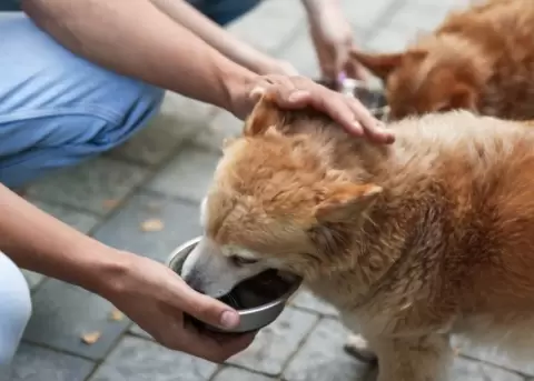 Una barber�a en Brasil tiene comederos y bebederos para perros callejeros.