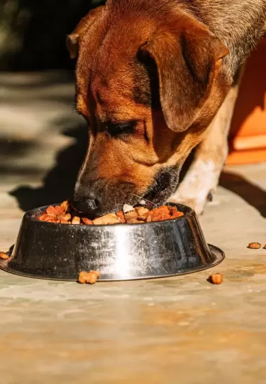 Una barber�a en Brasil tiene comederos y bebederos para perros callejeros.