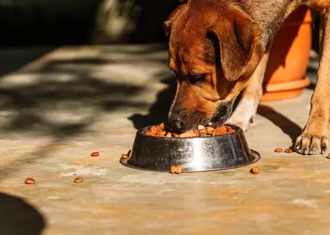 Una barber�a en Brasil tiene comederos y bebederos para perros callejeros.