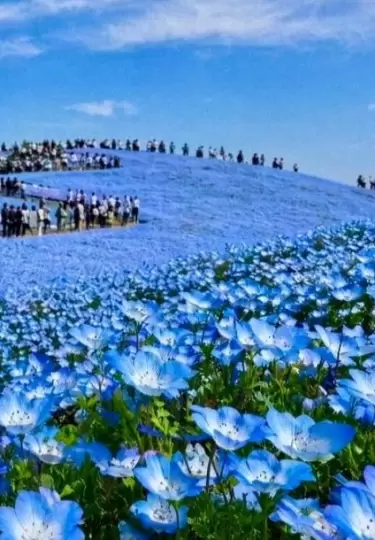 Jap�n se pinta de azul en primavera.