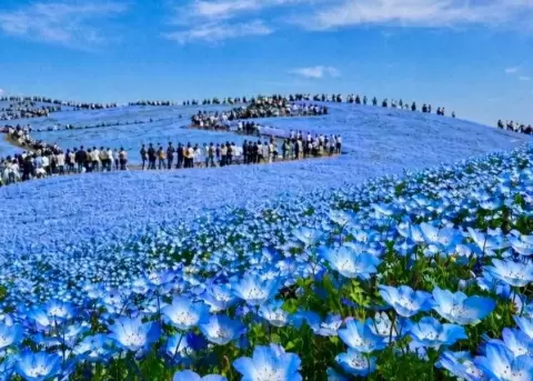 Jap�n se pinta de azul en primavera.