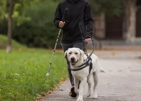 Los perros gu�a tienen un rol importante para las personas con discapacidad.