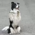 Un perro baila al ritmo de Michael Jackson y se vuelve viral