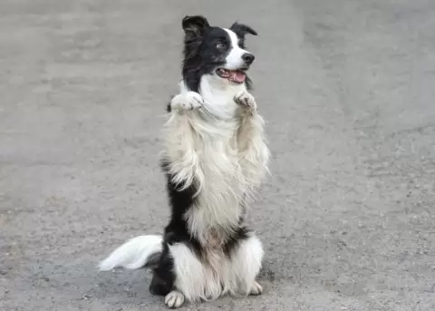 Un border collie se viraliza por bailar al ritmo de Michael Jackson.