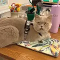 Pinecone, el gato de terapia de un colegio