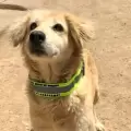 Una fundaci�n en Colombia entrega collares reflectivos a perros callejeros