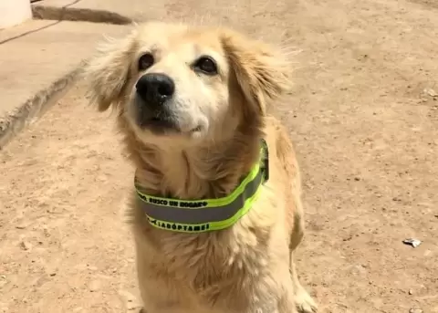Colombia busca reducir los atropellamientos a perros callejeros.