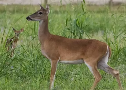 Ministerio de Ambiente present� denuncia por atropellamiento de venado en Loja