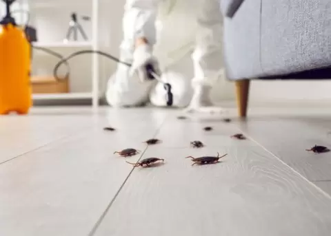 Las plagas se pueden prevenir con los cuidados oportunos.