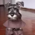 'Fray Bigotón', el perro que usa hábito y es parte de un convento