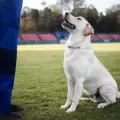 Errores más comunes al educar a tu perro. ¿Castigo o refuerzo positivo?