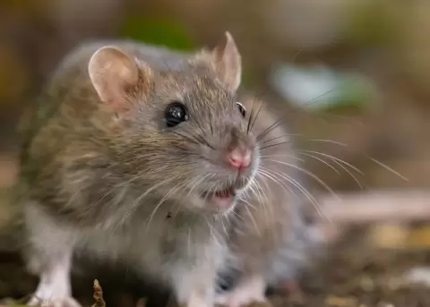 El hantavirus no es otra nueva epidemia que viene de China