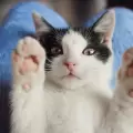 Gatos callejeros tienen un refugio gracias a la labor de una fundaciónn en Puerto Rico