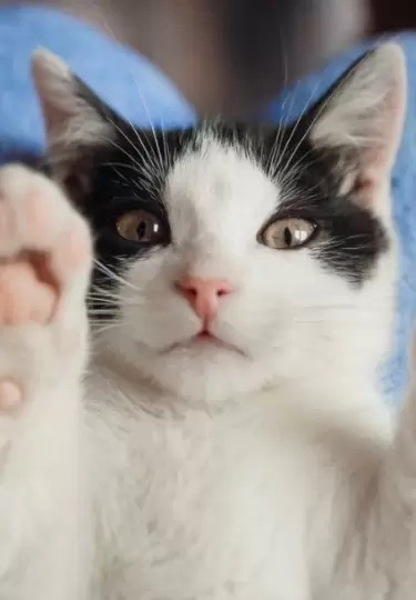 Los gatos callejeros ahora cuentan con un refugio especial para ellos.