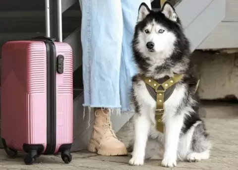 Un hotel en China contrat� a un husky para que lleve las maletas a sus hu�spedes.