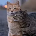 Fot�grafo japon�s retrata im�genes graciosas de gatos callejeros
