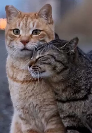 Gatos callejeros en Tokio son famosos gracias a un fot�grafo.